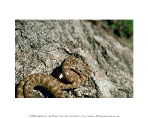 Framed Night Snake New Mexico Print