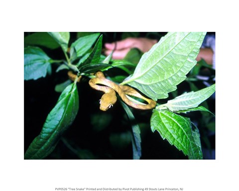 Framed Tree Snake Photograph Print