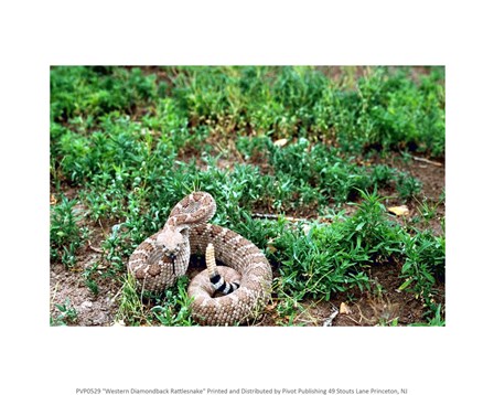 Western Diamondback Rattlesnake Fine-Art Print by Unkno