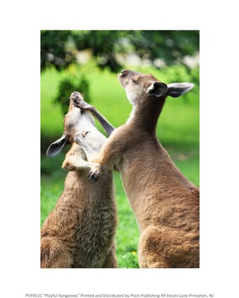 Framed Playful Kangaroos Print