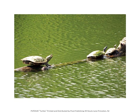 Framed Turtles Swimming Print