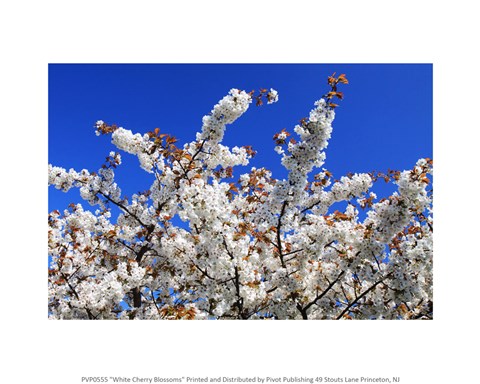 Framed White Cherry Blossom Bloom Print