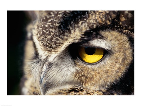 Framed Horned Owl Closeup Print