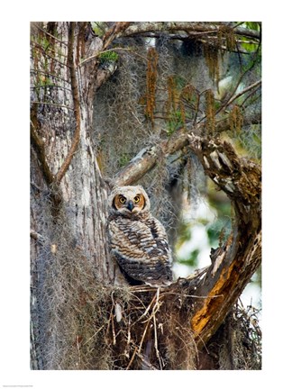 Framed Great Horned Owl in a Tree Print