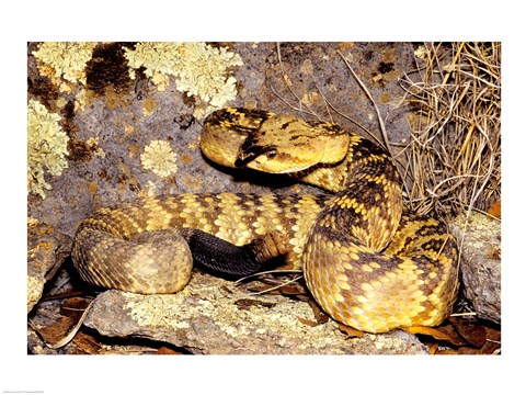 Framed Black-Tailed rattlesnake Print