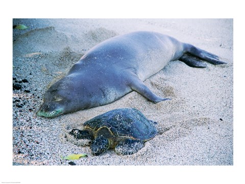 Framed Hawaiian Monk Seal with Green Turtle relaxing on the sand Print