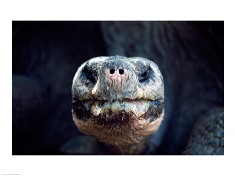 Framed Galapagos Giant Tortoise Galapagos Islands Ecuador Print