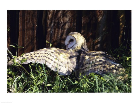 Framed Barn Owl Spreading Wings Print