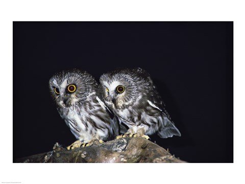 Framed Saw-whet Owls Print