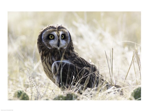Framed Short-eared Owl Print