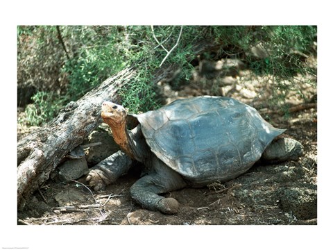 Framed Galapagos Giant Tortoise Print