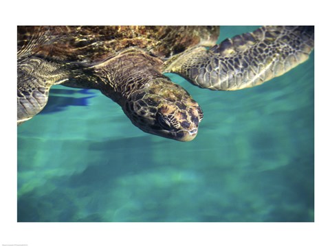 Framed Green Sea Turtle - close Print