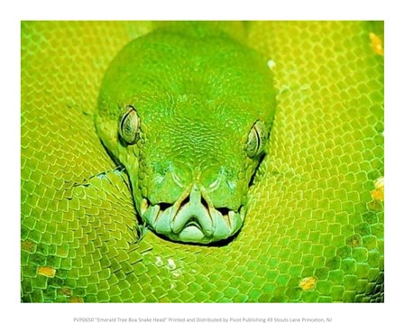 Emerald Tree Boa Snake Head Fine-Art Print by Unknown a