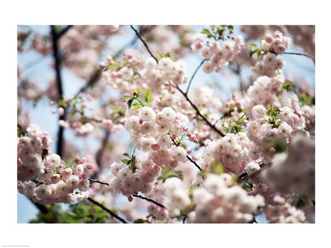 Framed Close-up of cherry blossoms, Ryoanji Temple, Kyoto, Japan Print
