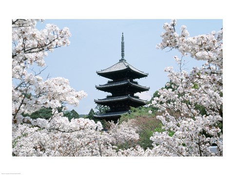 Framed Cherry Blossoms Ninna-Ji Temple Grounds Kyoto Japan Print