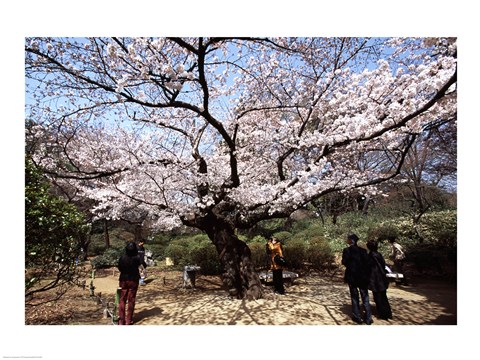 Framed Blossoming tree in a garden, Rikugien Gardens, Tokyo, Japan Print