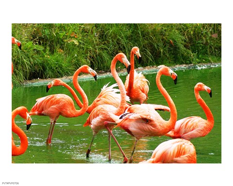 Framed Caribbean Flamingo Print