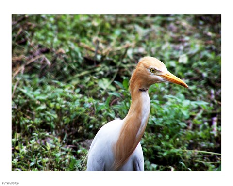 Framed Cattle Egret in Summer Print