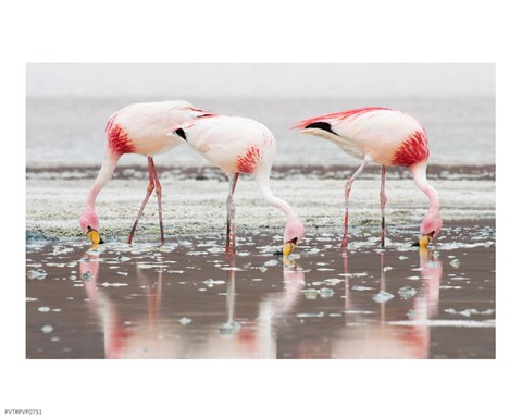 Framed Flamingos Searching for Food Print