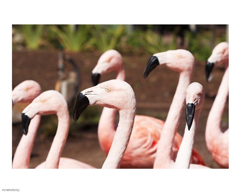 Framed Flamingo Flock Print