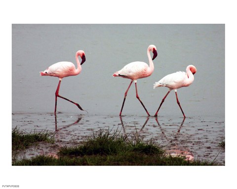 Framed Lesser Flamingos Print