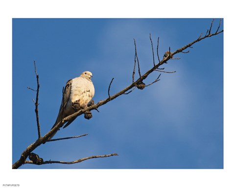 Framed Dove Above Print