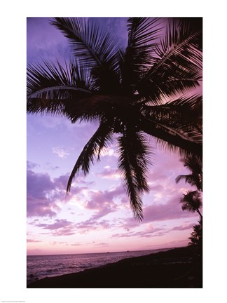 Framed Kauai Hawaii USA Palm Tree Print