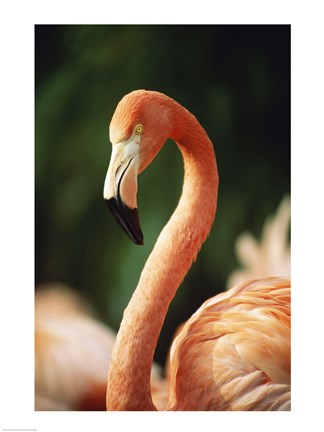 Framed Flamingo Face Print