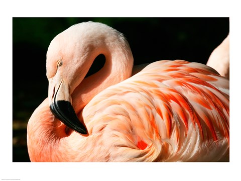 Framed Close-up of a Sleeping Flamingo Print