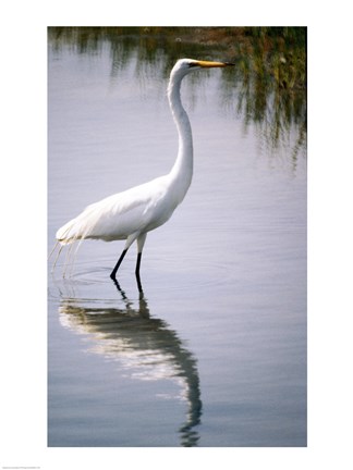 Framed Egret In River Print