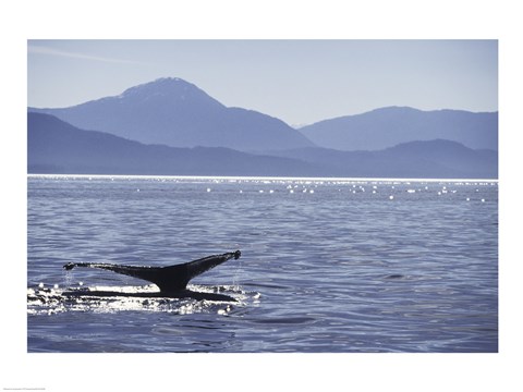 Framed Humpback Whale in Alaska, USA Print