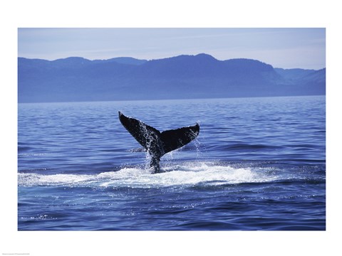 Framed Tail fin of a Humpback Whale in the sea, Alaska, USA Print