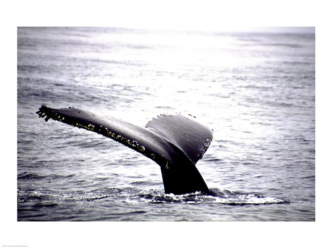 Framed Humpback Whale Black and White Tail Print