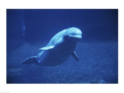 Framed Beluga Whale Underwater Print