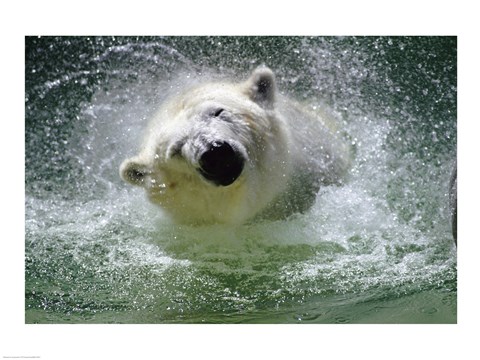 Framed Polar Bear - swimming Print
