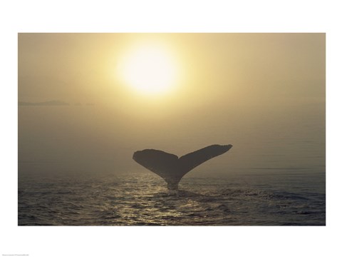 Framed Humpback Whale Tail at Sunset Print