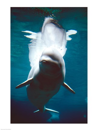 Framed Beluga Whales Swimming Underwater Print