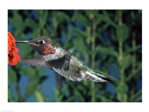 Framed Anna&#39;s hummingbird pollinating a flower Print