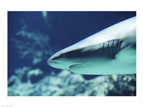 Framed Caribbean Reef Shark Up Close Print