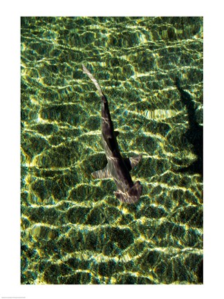 Framed High angle view of a Bonnethead Shark underwater Print