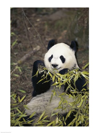 Framed Giant Panda Print