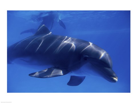 Framed Bottle-Nosed Dolphin Underwater Print