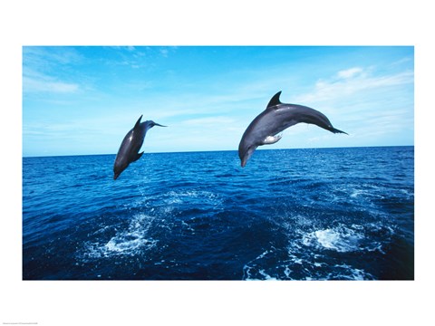 Framed Bottle-Nosed Dolphins Jumping Together Print