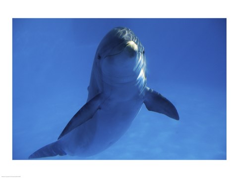 Framed Bottle Nosed Dolphin in Ocean Print