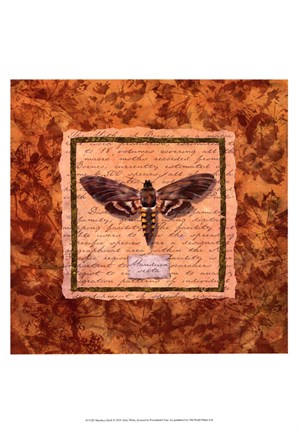 Framed Manduca Moth Print