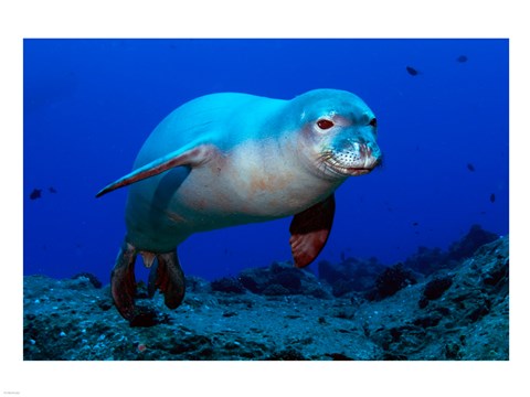 Framed Monk Seal Print