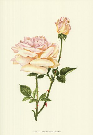 Framed Victorian Rose IV Print