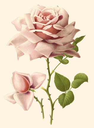 Framed Victorian Rose I Print