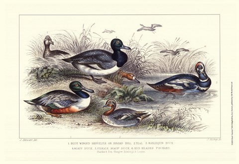Framed Duck Varieties Print