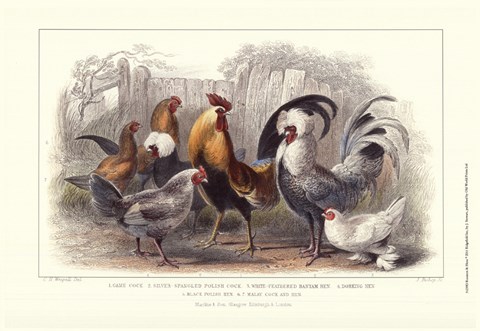 Framed Roosters &amp; Hens Print